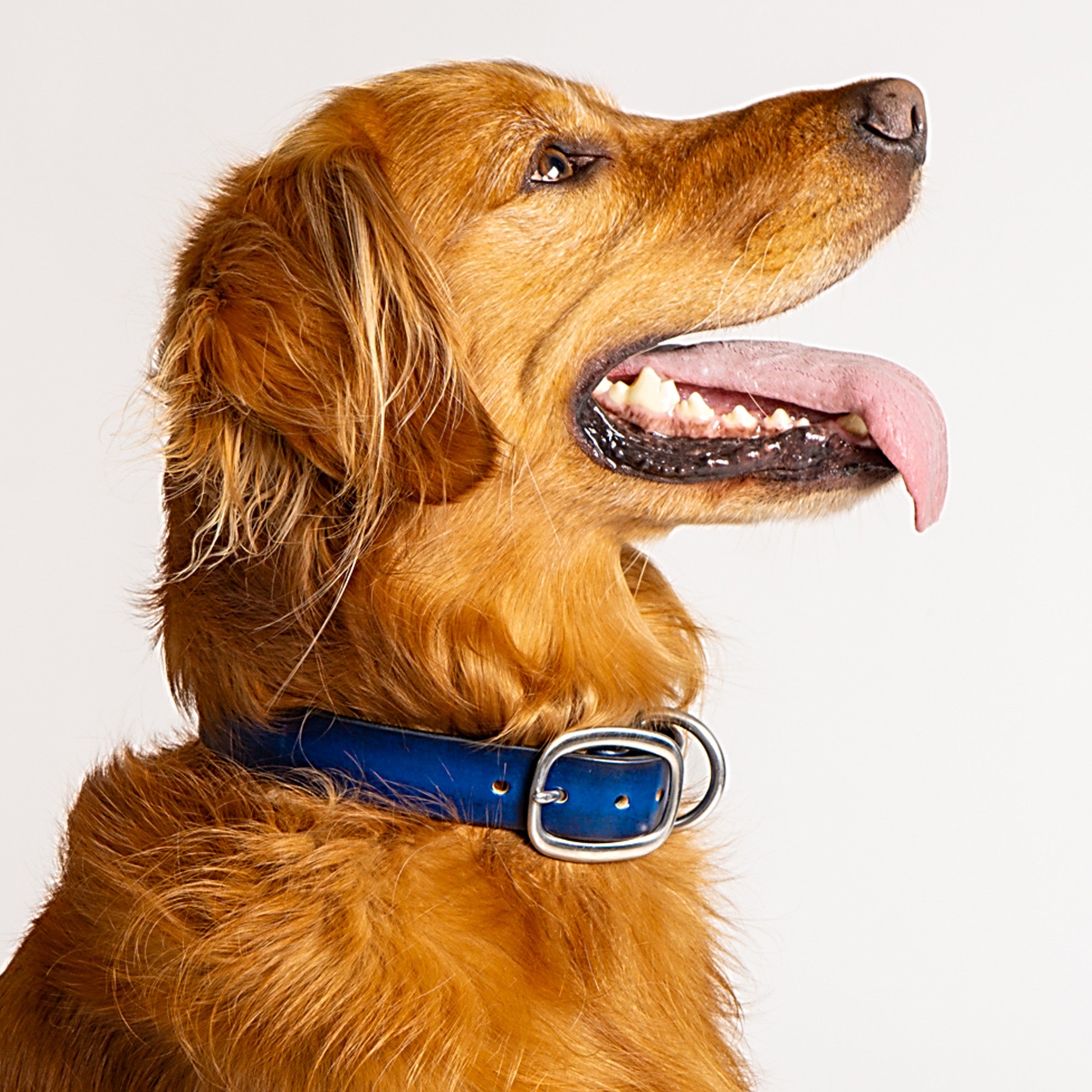 leather dog collar blue toe beans