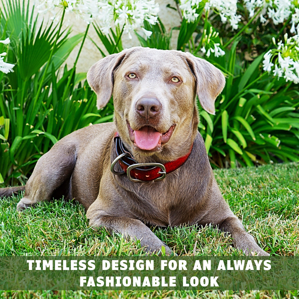 leather-dog-collar-red-toe-beans-3