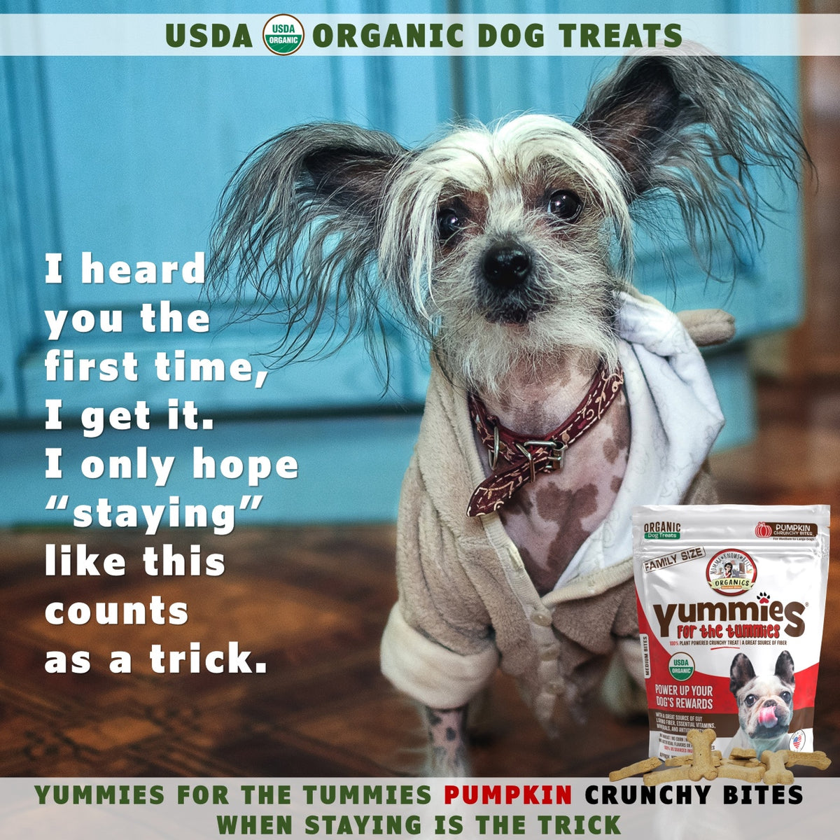 A dog wearing a robe next to a bag of organic pumpkin snacks for dogs Yummies for the Tummies by Momma Knows Best