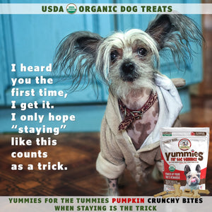 A dog wearing a robe next to a bag of organic pumpkin snacks for dogs Yummies for the Tummies by Momma Knows Best