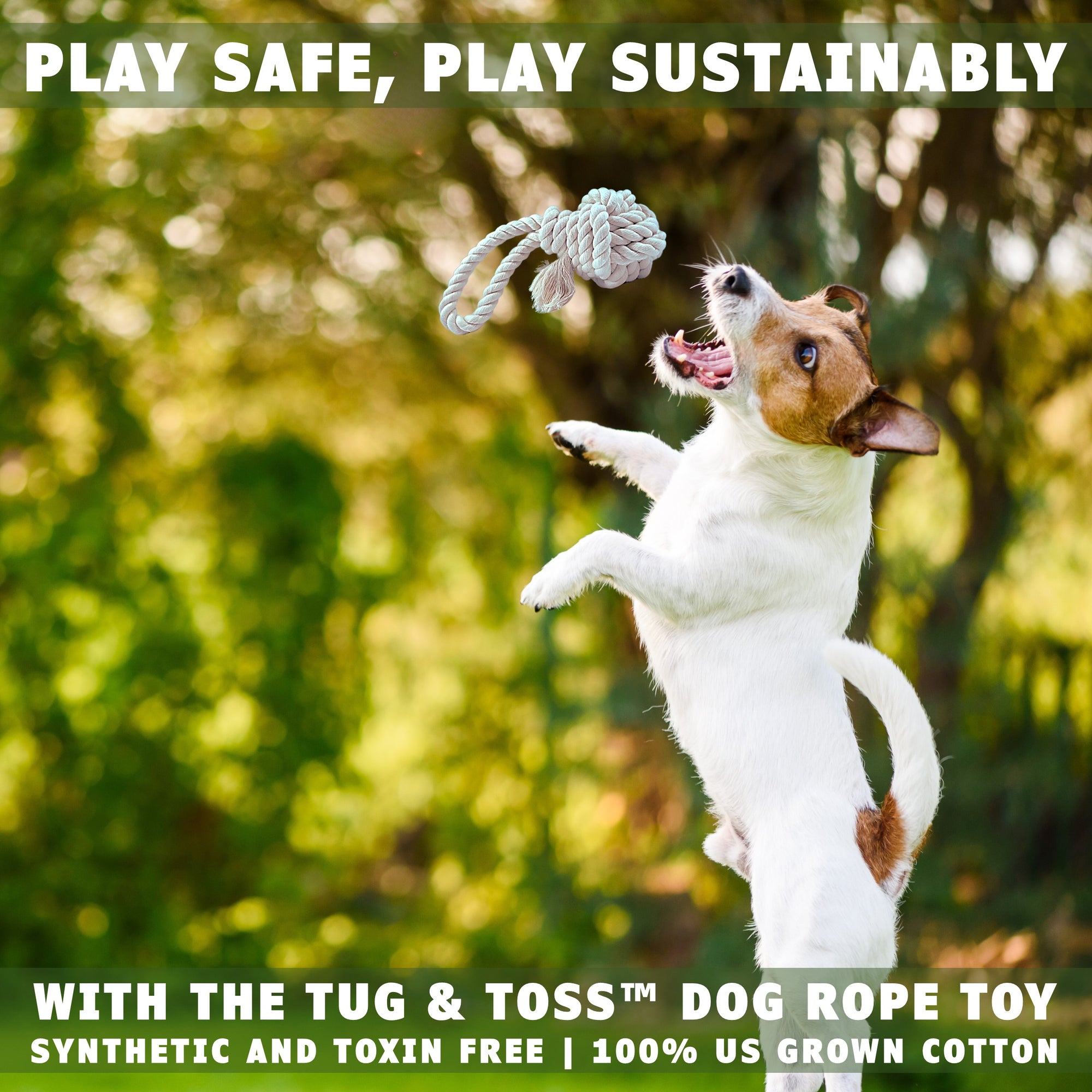 Dog jumping after a dog fetch toy by earthcare