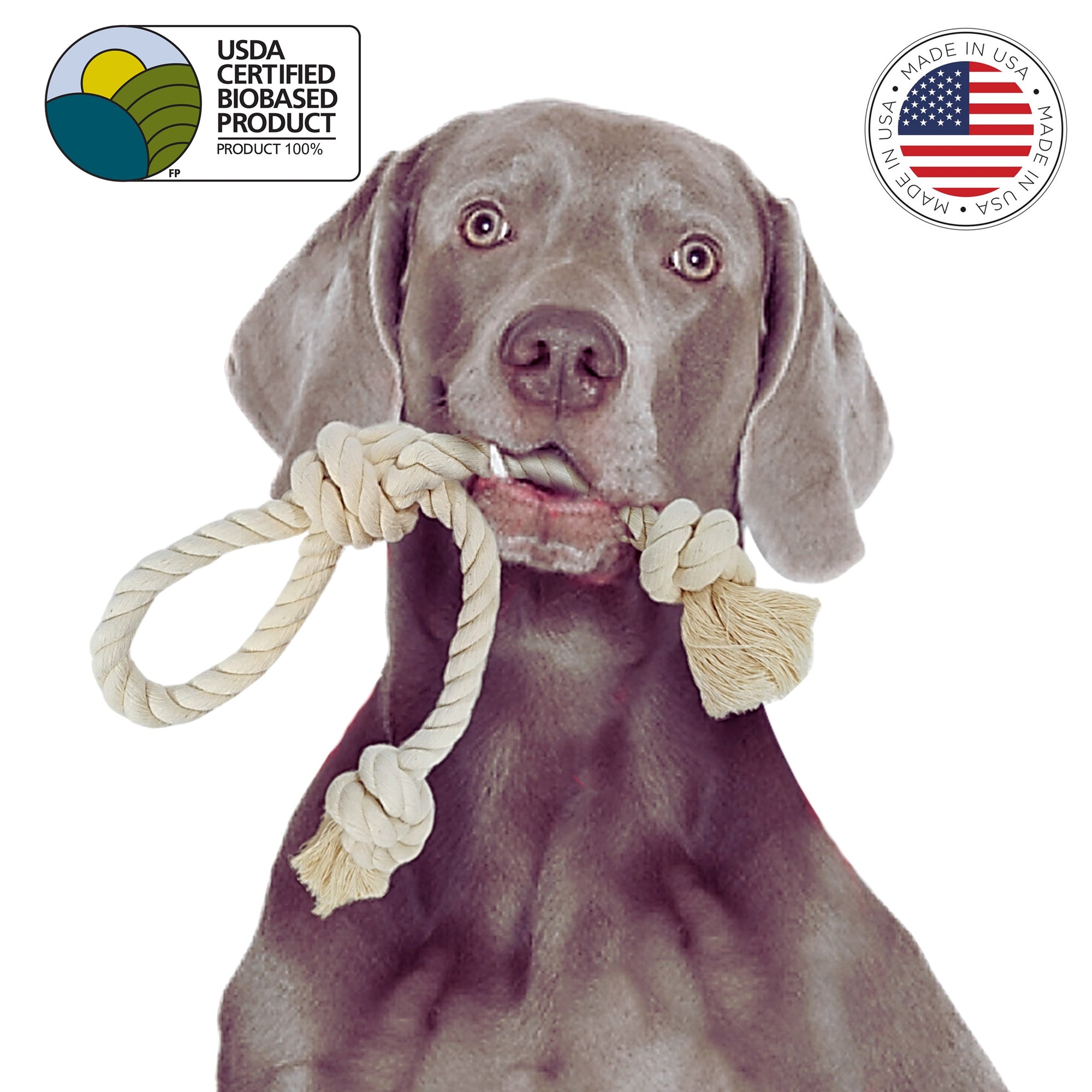 Dog with wishbone dog toy in mouth by earthcare