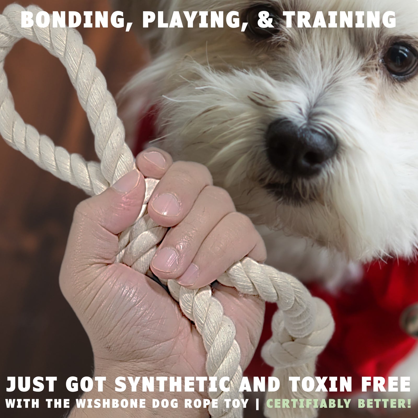 Dog staring at the wishbone dog toy by earthcare