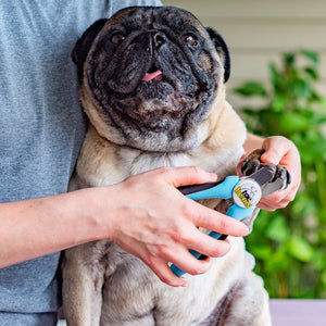 Man using toe beans dogs nail trimmer to cut a pug’s nails
