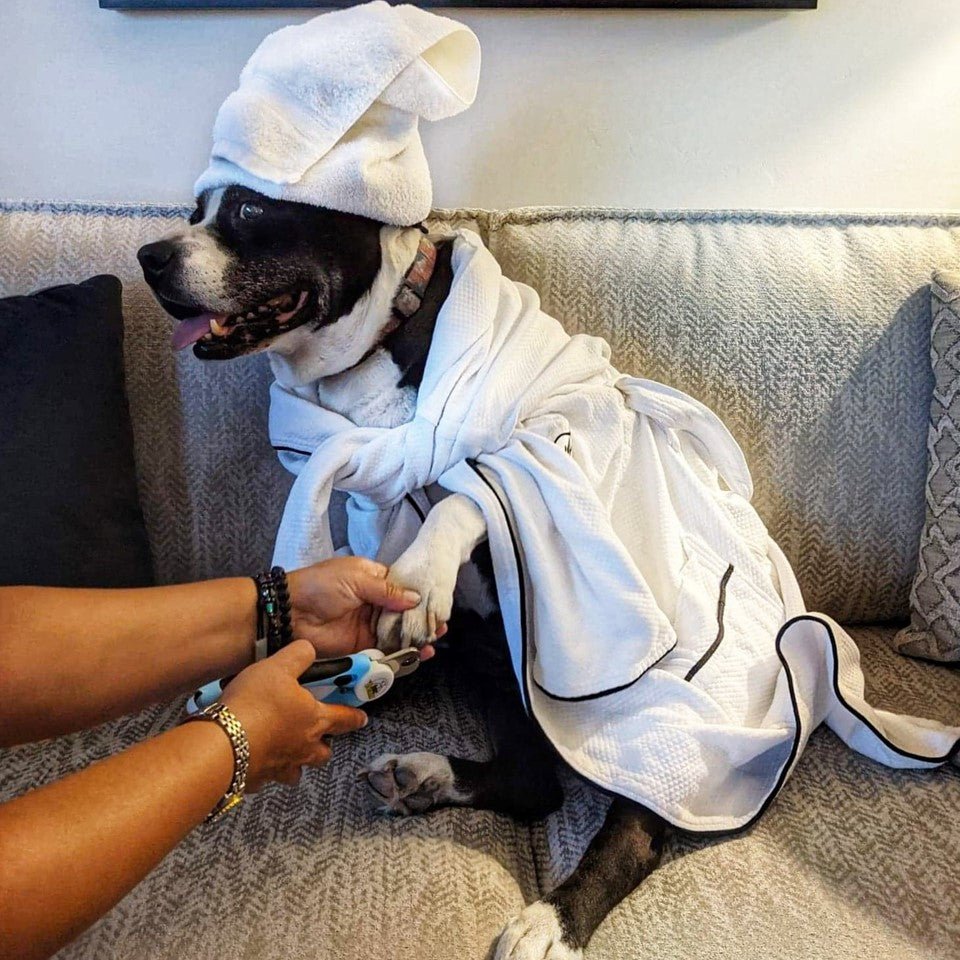 Nail pro for dogs cheap