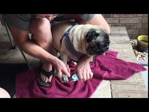 Man using doe nail clippers to cut dog's nails